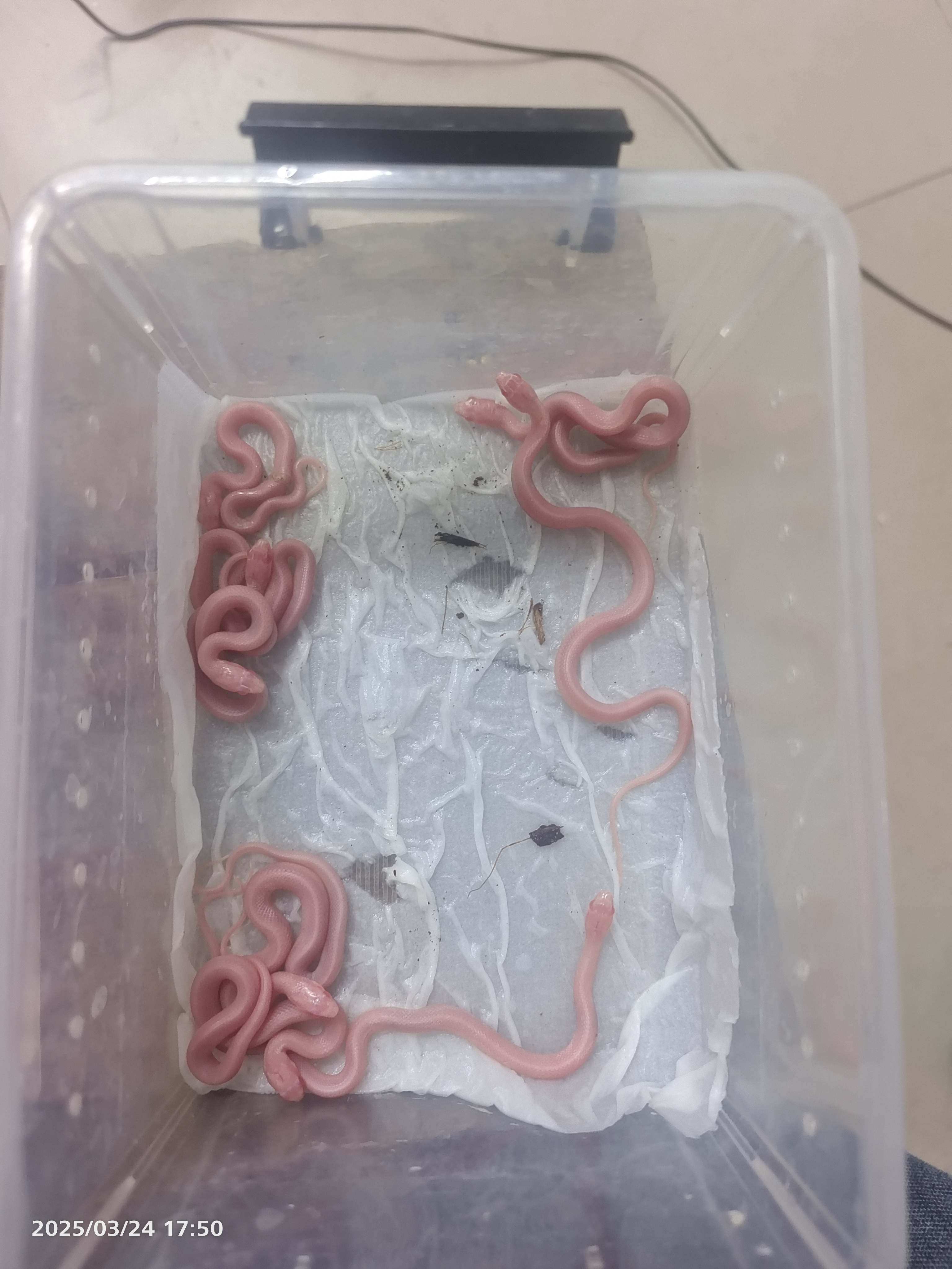 雪白束带蛇苗子